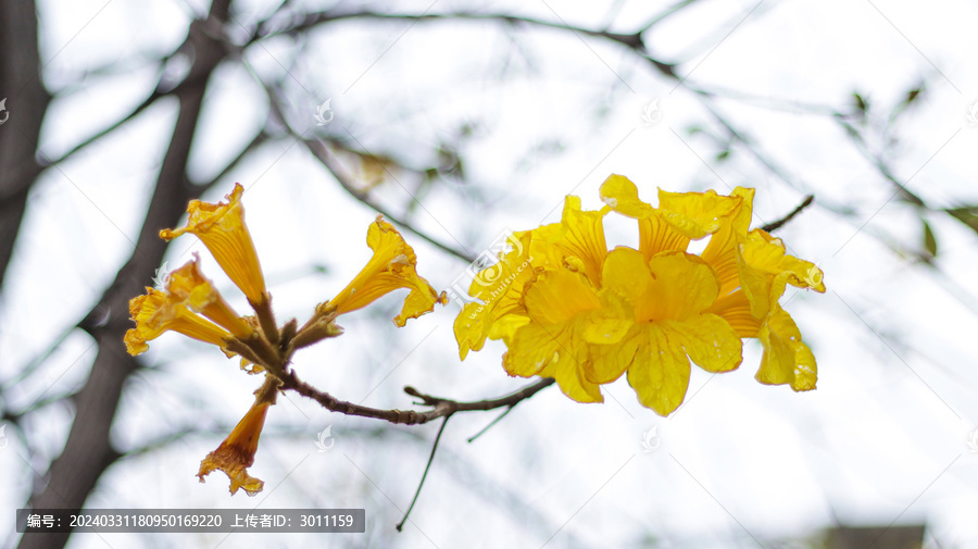 黄花风铃木