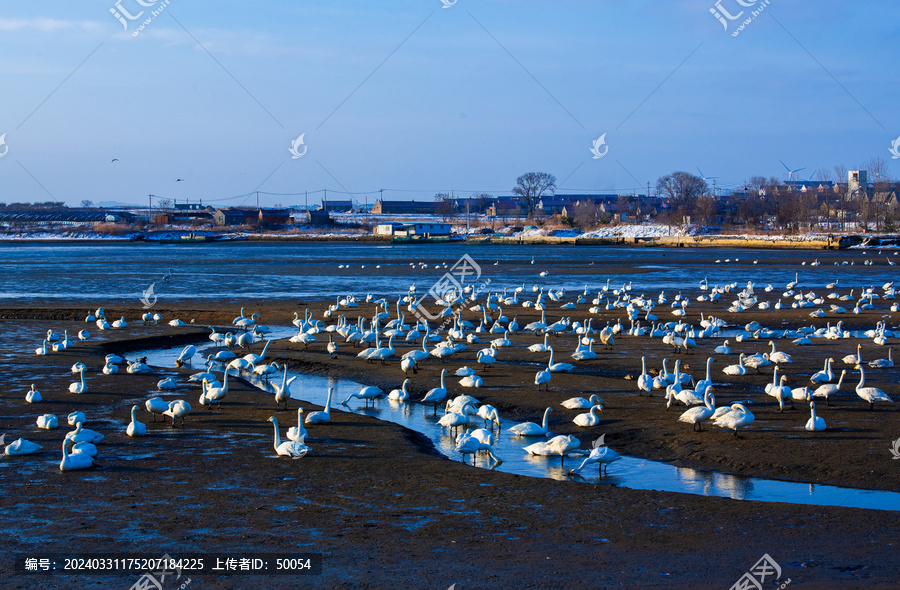 海滨渔村天鹅湖