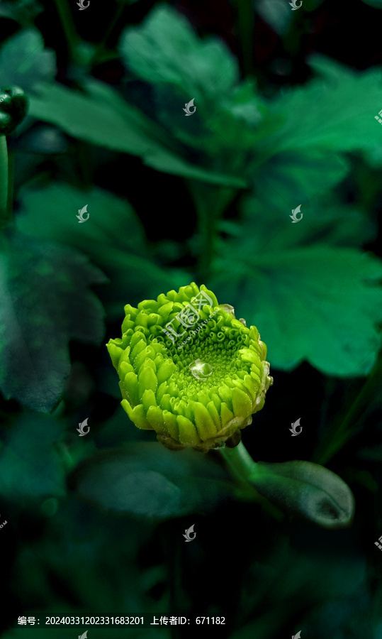 绿菊菊花