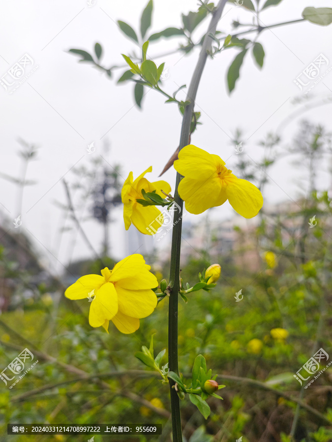 野迎春