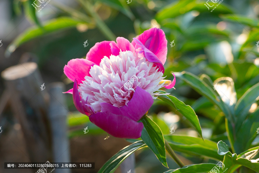 芍药花