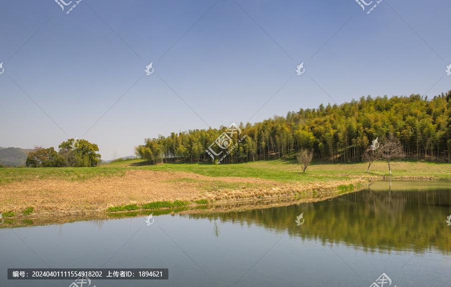 竹林背景