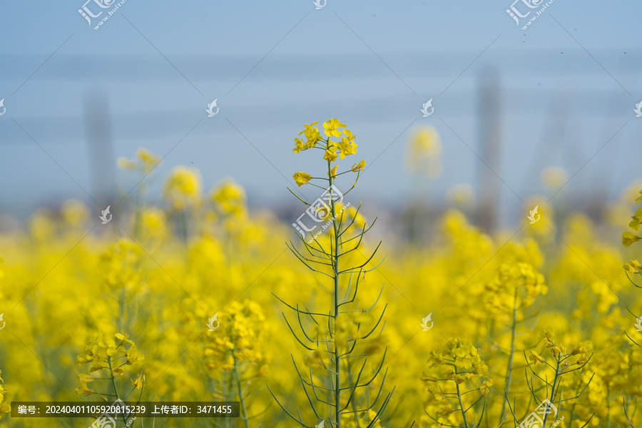 油菜花