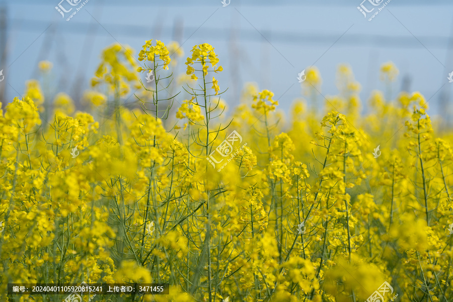 油菜花