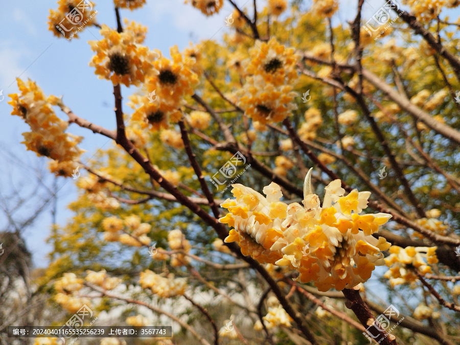 盛开的结香花