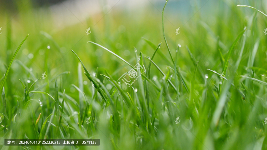 雨后的小草