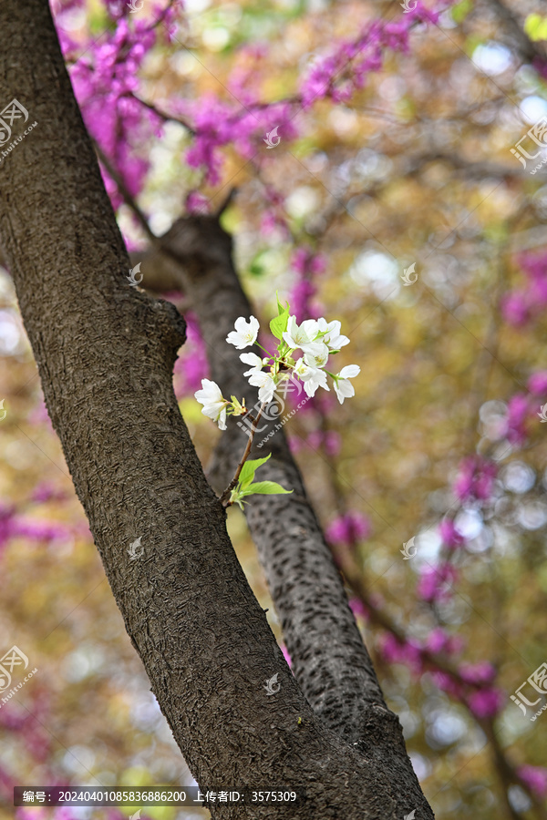 青龙寺山樱花