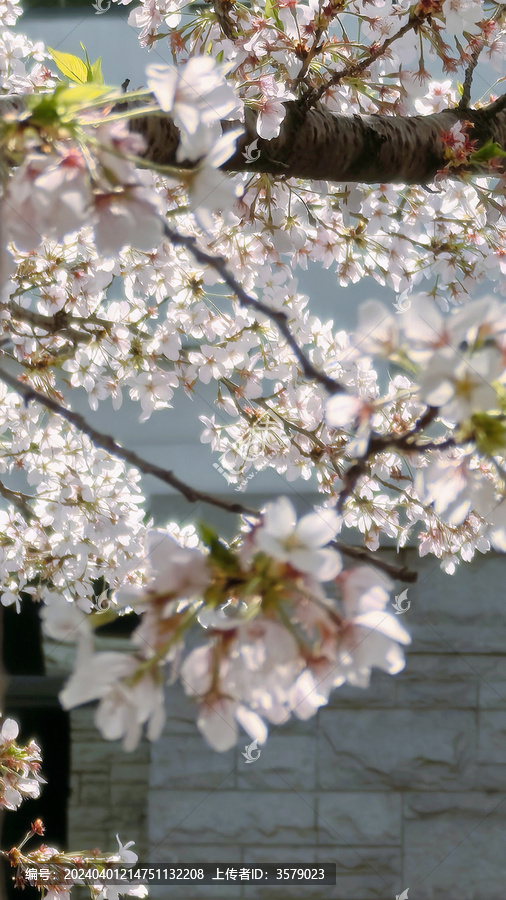 樱花特写