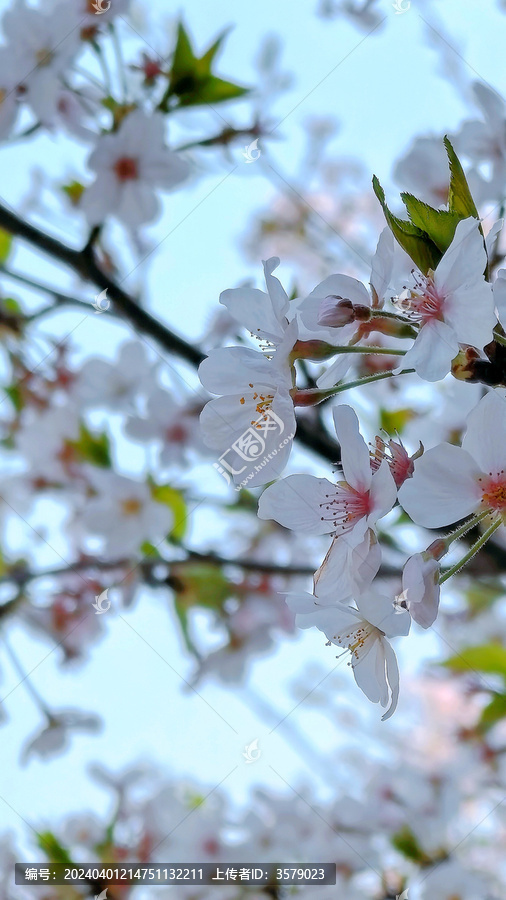 樱花特写