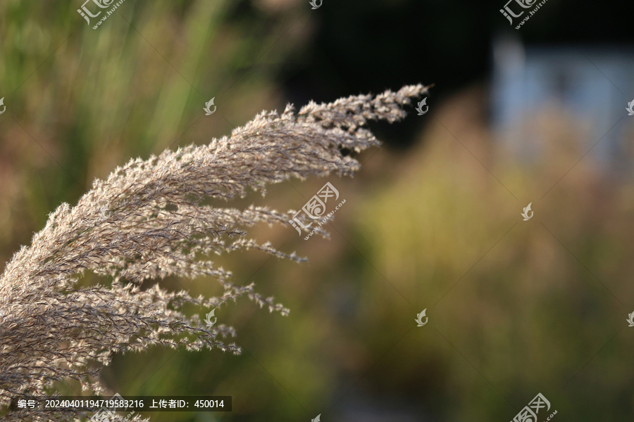 芦苇花