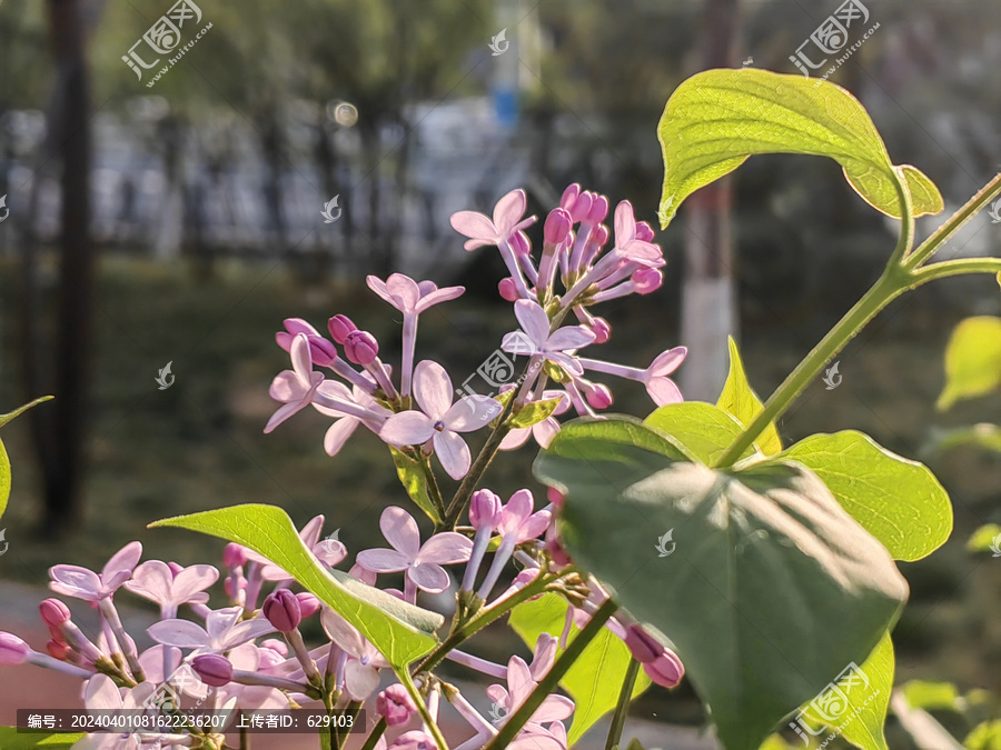 丁香花开