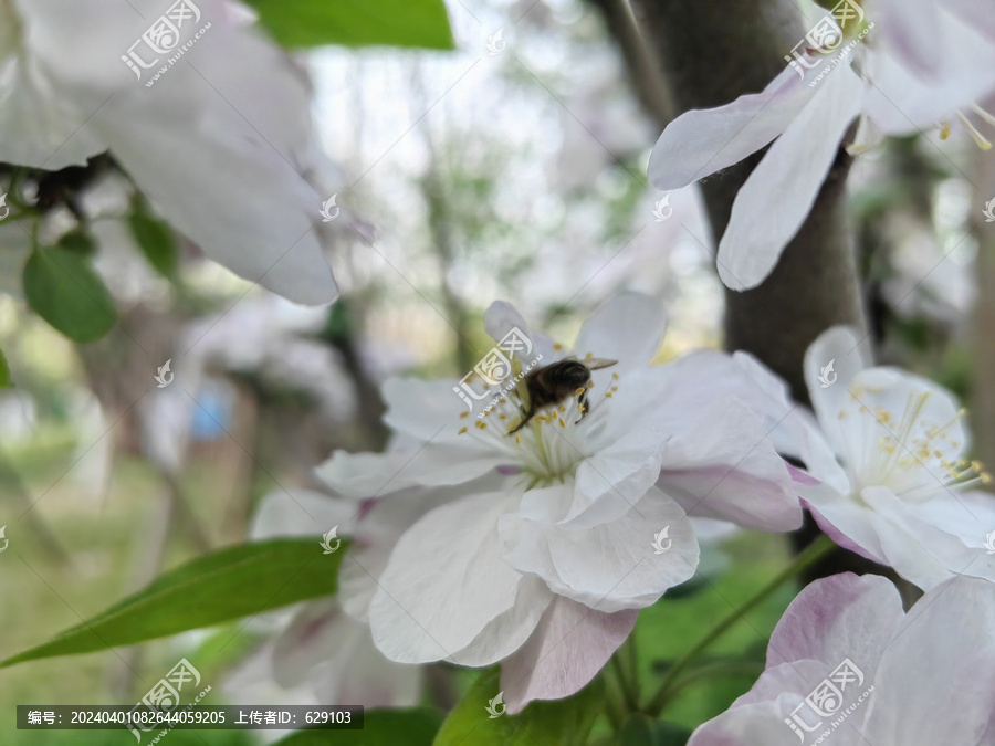 西府海棠花