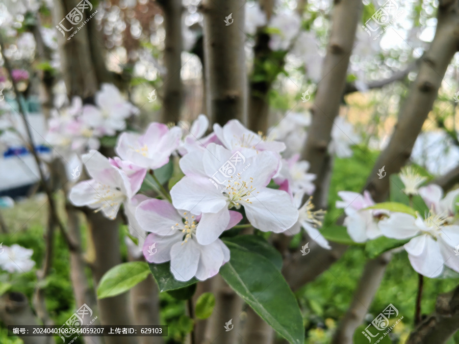 海棠花