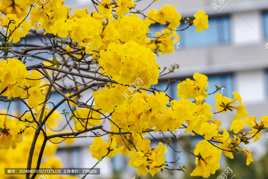 黄花风铃木