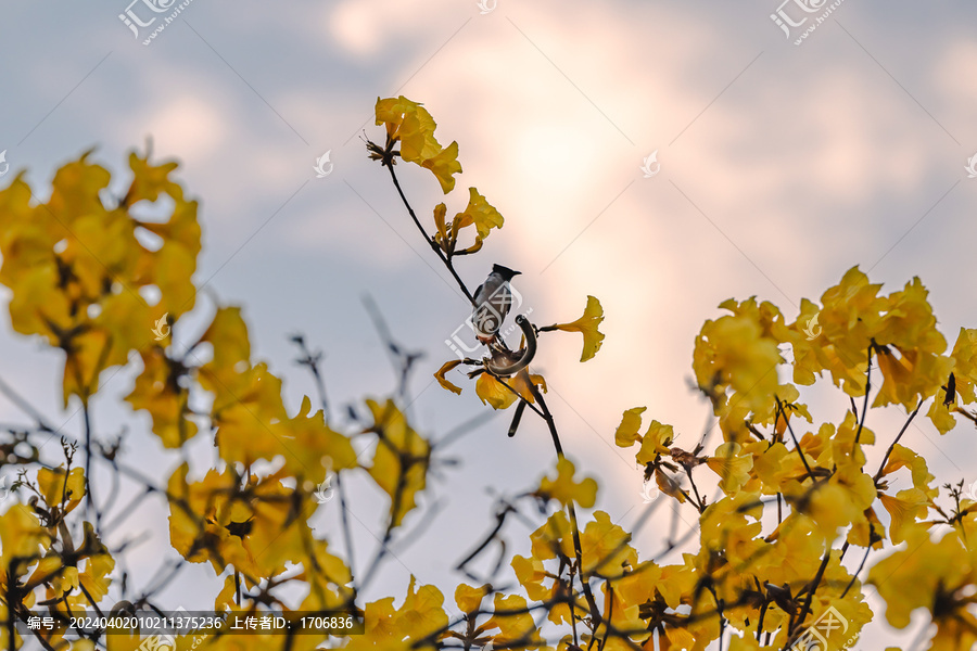 黄花风铃木