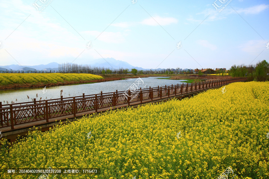 油菜花田