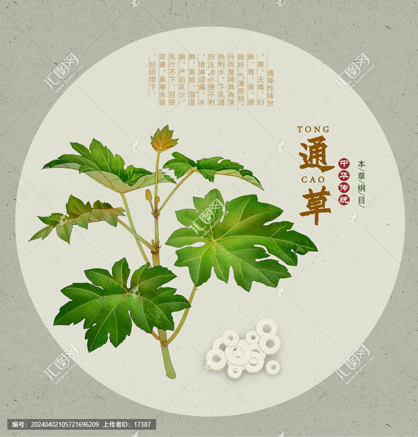 通草