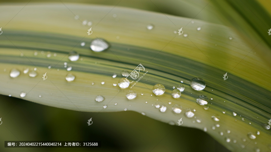 春雨过后绿叶上的水珠