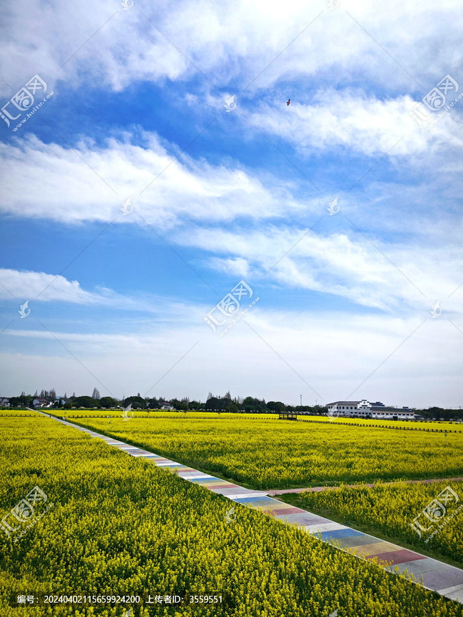 油菜花海