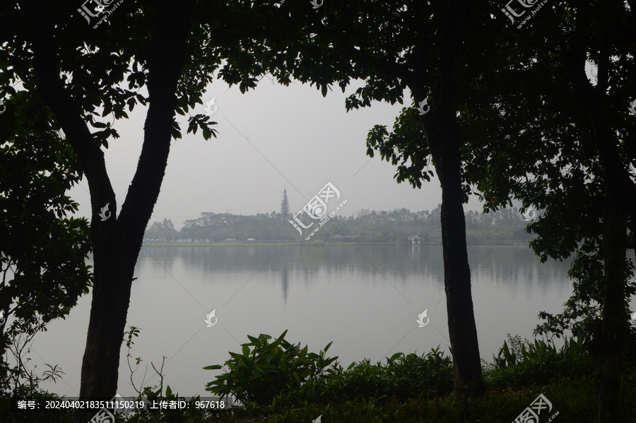 海珠湖树林湖景