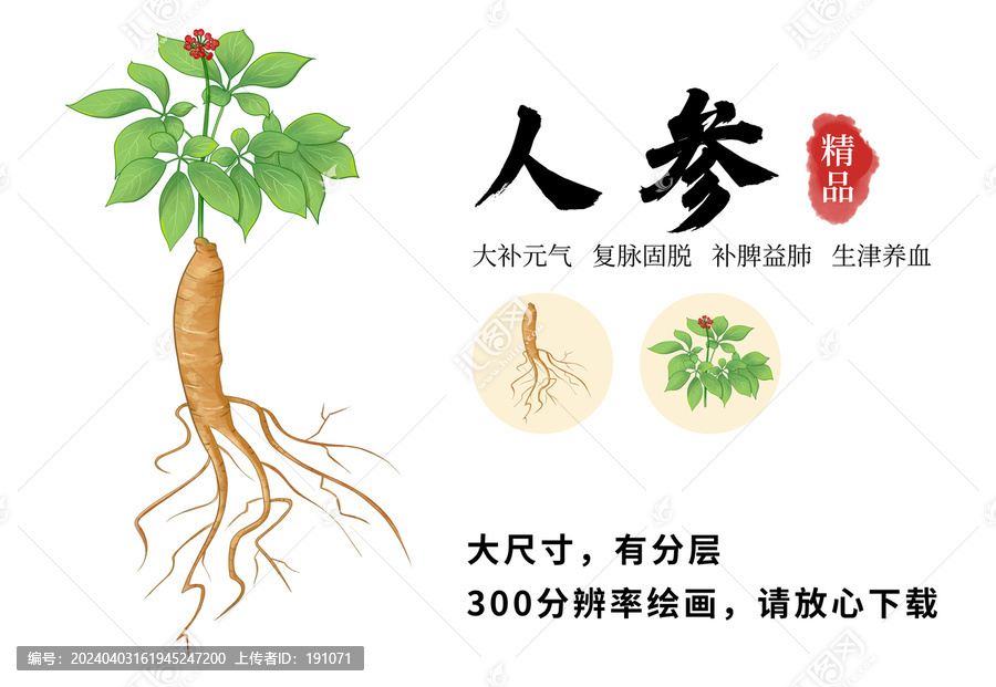 人參插畫