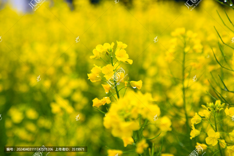 油菜花