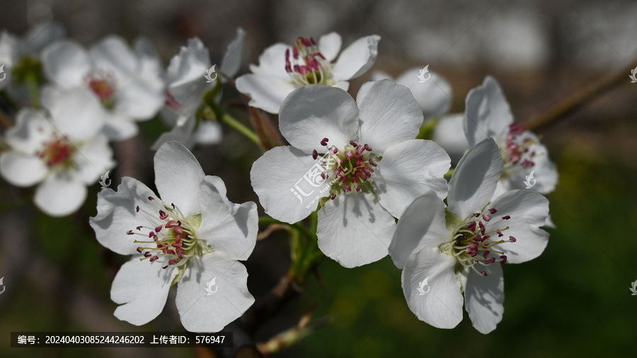 白梨花特写