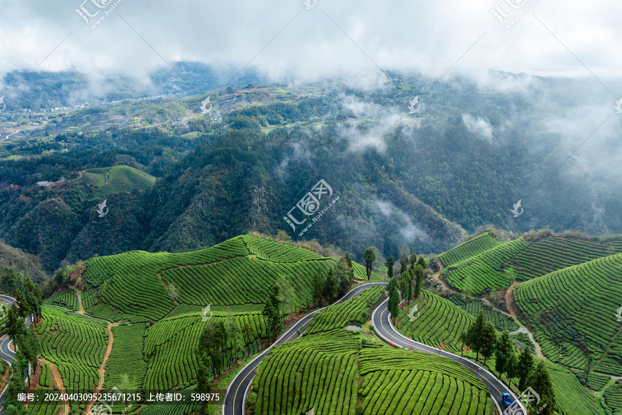 鹤峰木耳山茶园