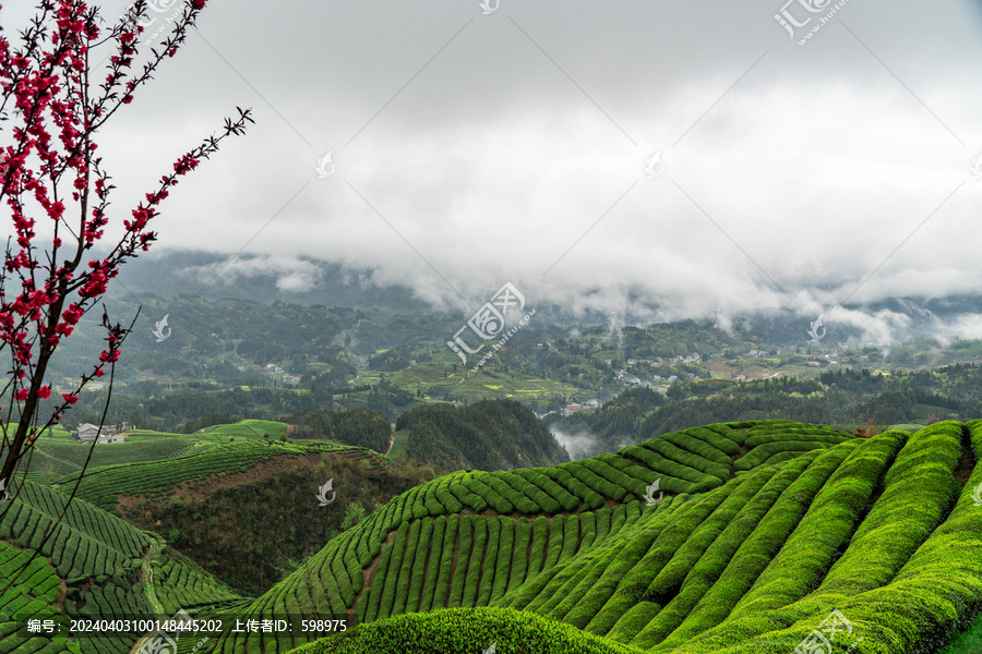 鹤峰木耳山茶园