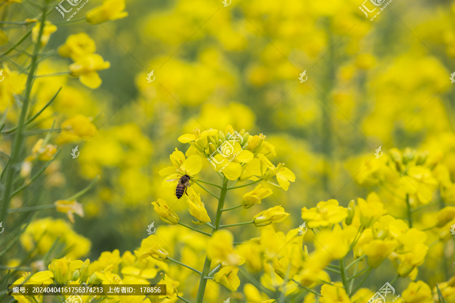 油菜花田