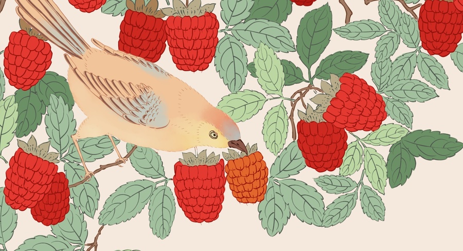 树莓花鸟图