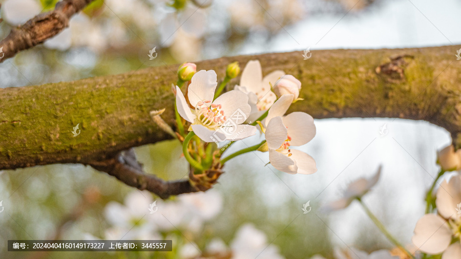 淡粉色樱花