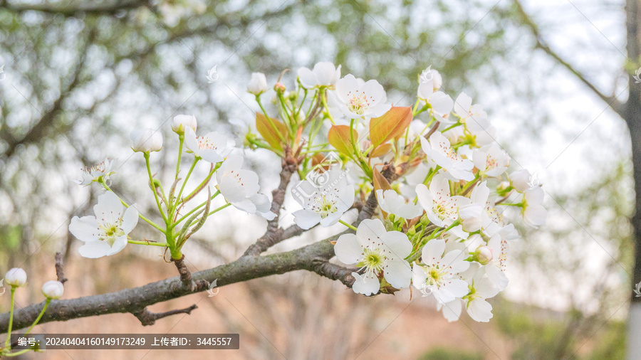 白色樱花特写