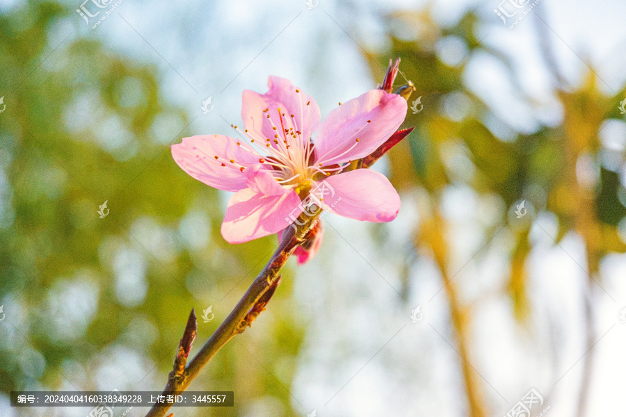 樱花特写