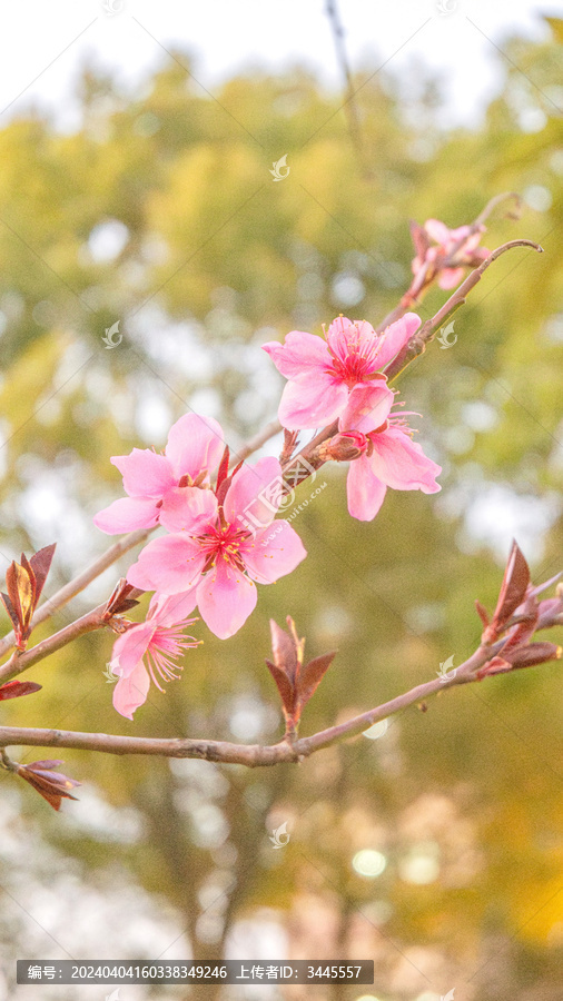 粉色樱桃花