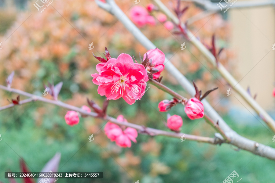 红花红叶碧桃