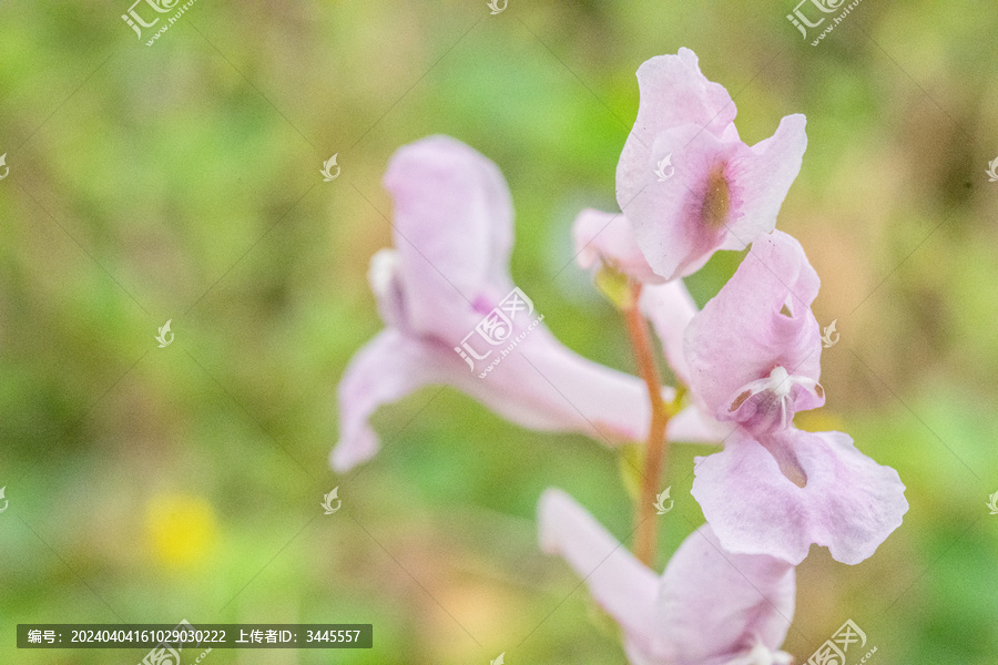 紫堇花