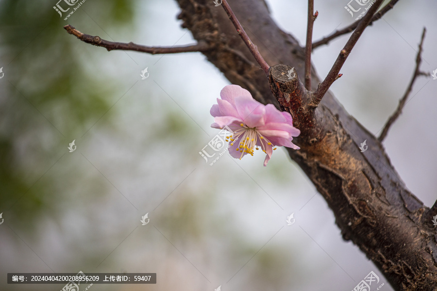 红梅花开