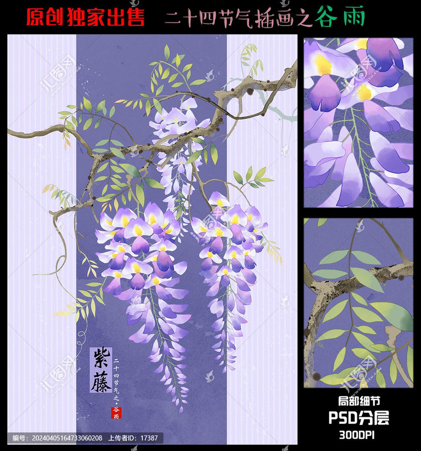 24節(jié)氣谷雨紫藤