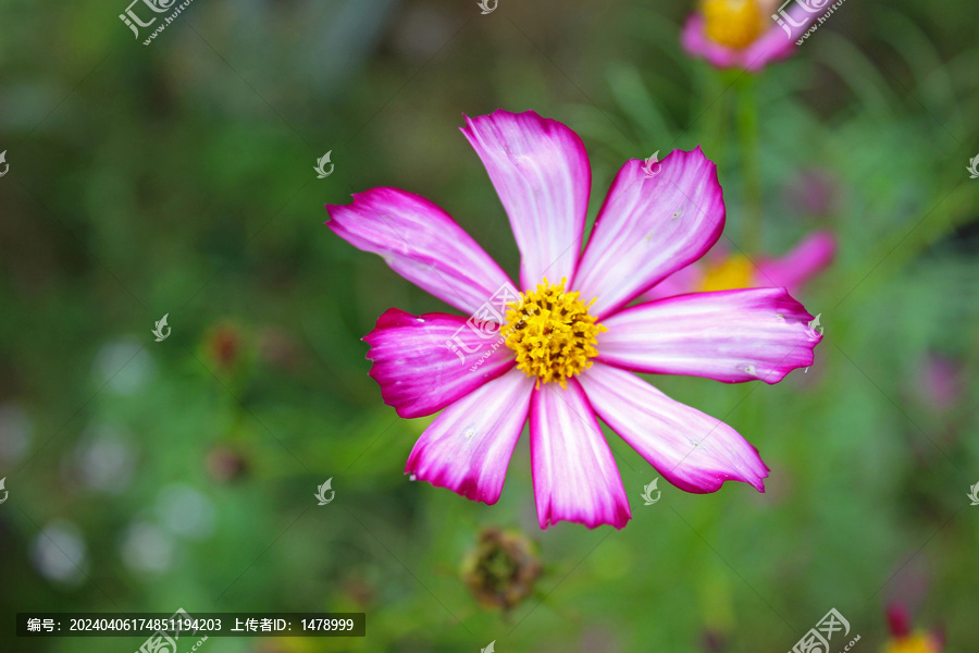 菊花矢车菊野菊花