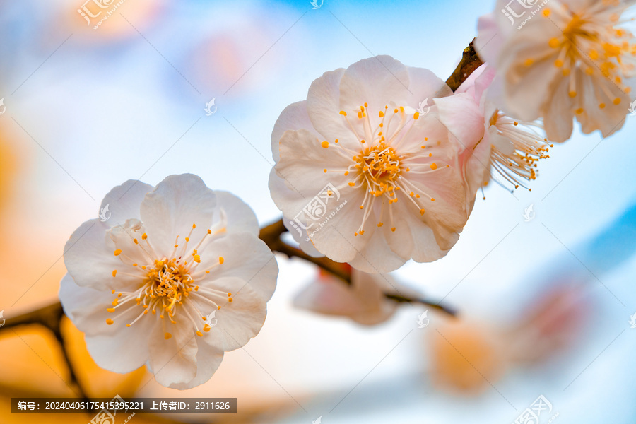 春天樱花特写