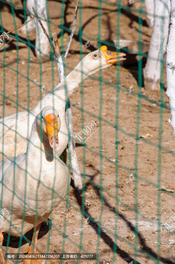 农家院大鹅