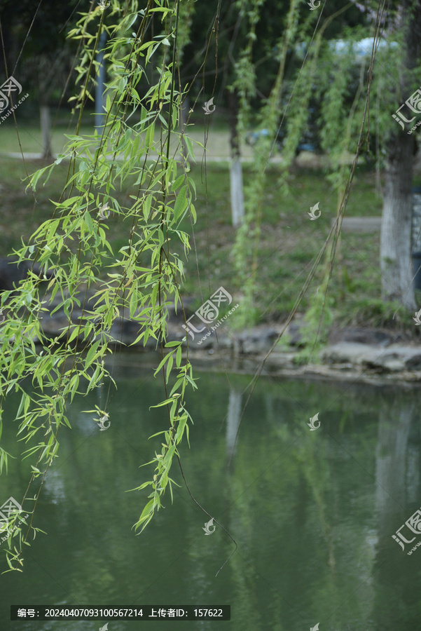 春天河边柳树