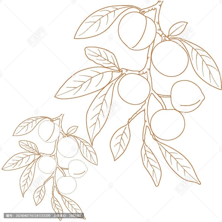 青梅李子李子線描李子手繪李子樹