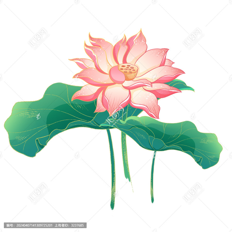 荷花