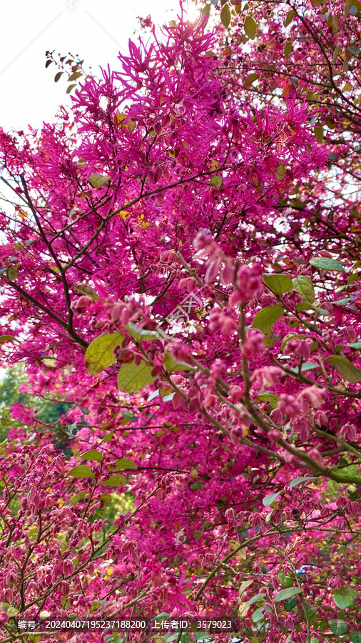 红花继木特写