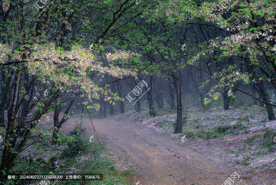 雨中的贵州平坝樱花园