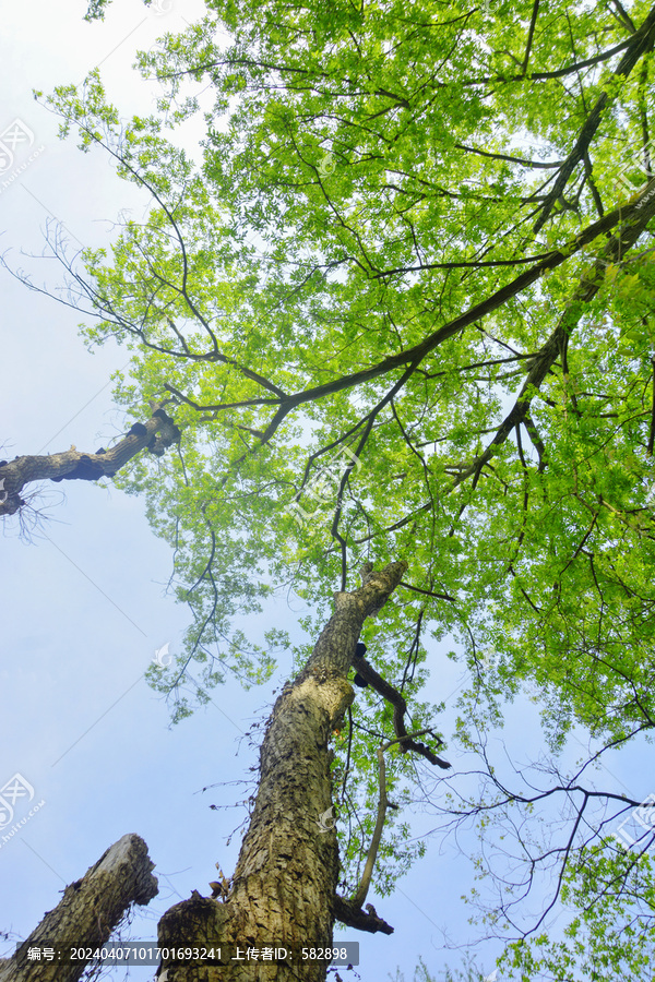 天空与树枝