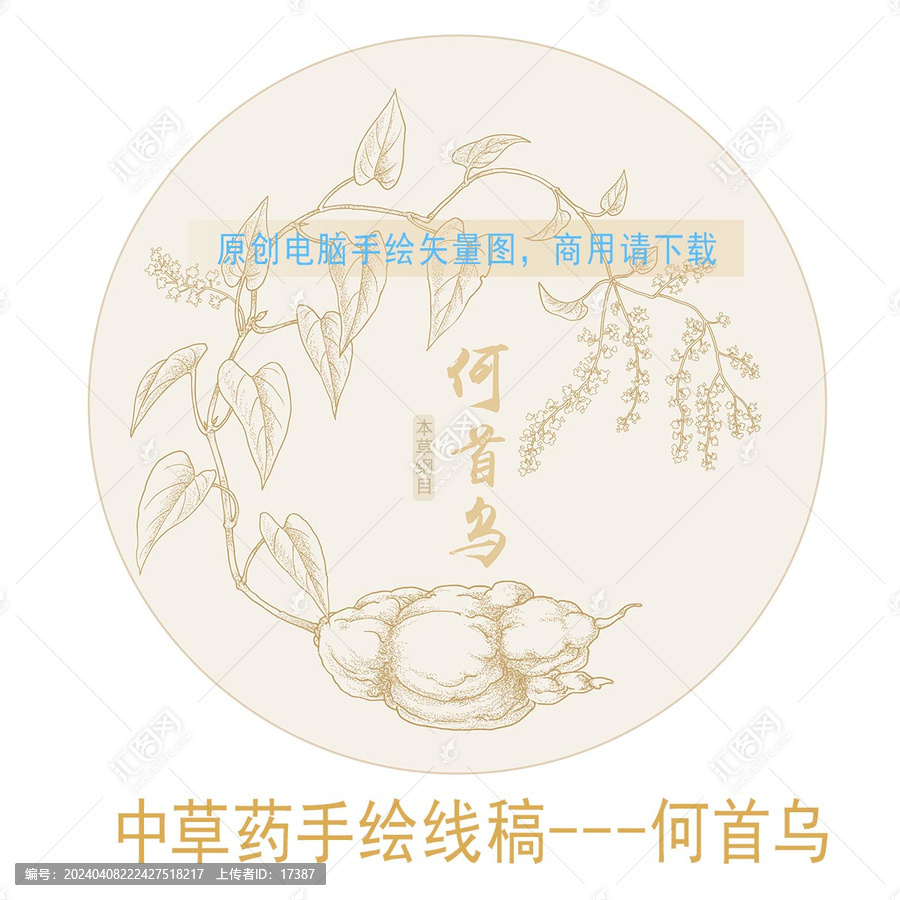 何首烏線稿