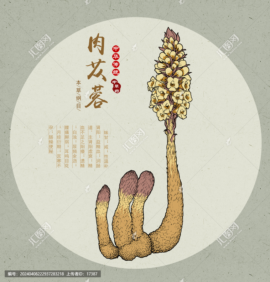 肉蓯蓉插畫